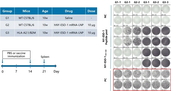 ELISpot检测HLA-A2.1/B2M小鼠疫苗诱导的免疫反应-南模生物