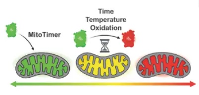 MitoTimer protein is synthesized and trafficked to the mitochondrial matrix where it fluoresces green. -��ģ����