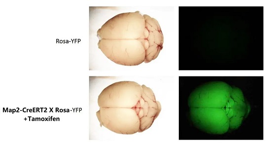 荧光检测Map2-CreERT2+/-; Rosa26 YFP+/- 小鼠脑内YFP的表达-南模生物