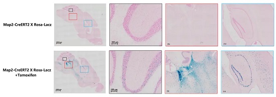 Lac染色检测Map2-CreERT2+/-; Rosa26 Lacz+/- 小鼠脑组织Lacz的表达-南模生物