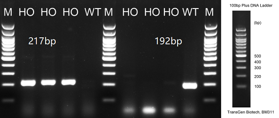 RT-PCR��������INHBE mRNA�ı���