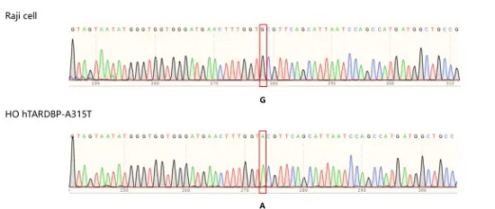 mRNA sequencing of hTARDBP-A315T knockin mice.