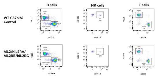 Immunotype in hIL2/hIL2RA/hIL2RB/hIL2RG qKI mice in Spleen.-南模生物