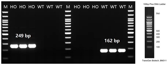 Detection of CD5 expression in thymus by RT-PCR. -南模生物