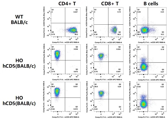 Detection of CD5 expression on T cells and B cells in spleen of WT (BALB/c) mice and HO hCD5(BALB/c) mice by FACS.-南模生物