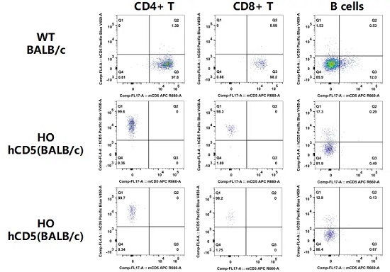 Detection of CD5 expression on T cells and B cells in blood of WT (BALB/c) mice and HO hCD5(BALB/c) mice by FACS.-南模生物
