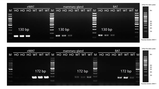 Detection of ACVR1C expression in adipose tissues by RT-PCR.-南模生物