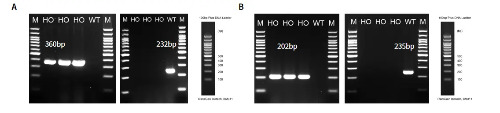 hAGT/hRENС�����AGT��REN��RT-PCR����
