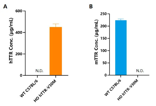 Detection of human TTR (A) and mouse TTR (B) expression in serum by ELISA-��ģ����