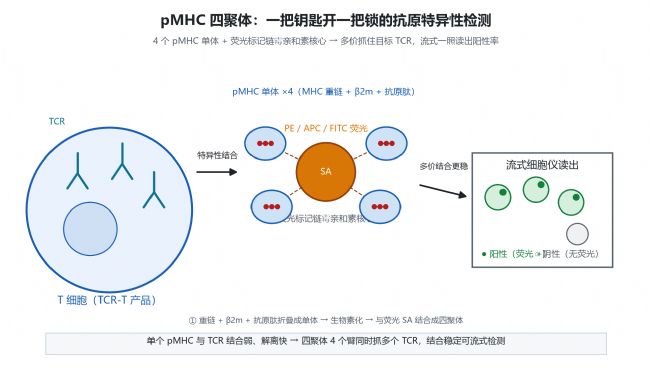 pMHC 四聚体结构示意:4 个 pMHC 单体 + 荧光链霉亲和素核心,多价结合目标 TCR