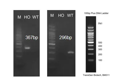 Detection of IL1RL1 expression in large intestine by RT-PCR in hIL1RL1 mice-南模生物