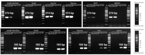 Detection of CRBN expression in small intestine, brain, muscle, thymus, liver and spleen by RT-PCR-南模生物