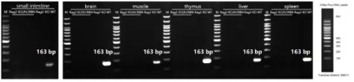 Detection of Rag2 expression in small intestine, brain, muscle, thymus, liver and spleen by RT-PCR-南模生物