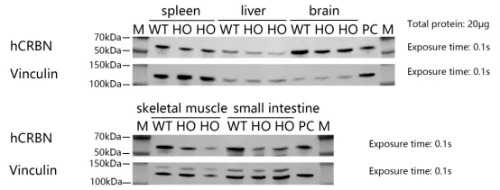 Detection of CRBN expression in Rag2-KO/hCRBN mice by WB-南模生物