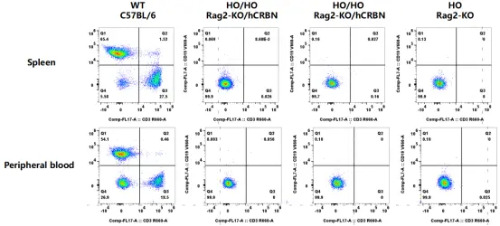 T and B cell frequencies in the spleen and peripheral blood of WT C57BL/6 mice, HO Rag2-KO and HO/HO Rag2-KO/hCRBN mice-南模生物