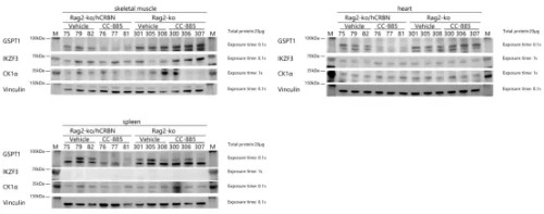 The degradation of GSPT1, IKZF3 and CK1a by CC-885 in Rag2-KO/hCRBN and Rag2-KO mice in vivo-南模生物