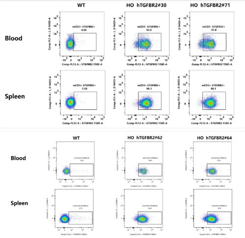 Detection of human TGFBR2 expression on B cells in blood and spleen of WT C57BL/6 mice and HO hTGFBR2 mice by FACS-��ģ����