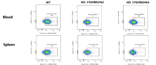Detection of mouse TGFBR2 expression on B cells in blood and spleen of WT C57BL/6 mice and HO hTGFBR2 mice by FACS-��ģ����