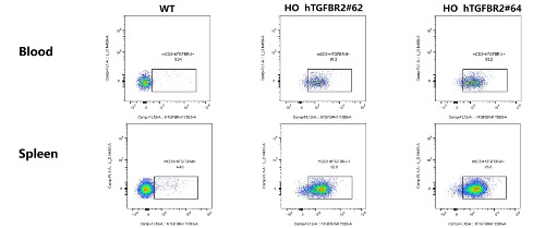 Detection of human TGFBR2 expression on T cells in blood and spleen of WT C57BL/6 mice and HO hTGFBR2 mice by FACS-��ģ����