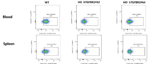 Detection of mouse TGFBR2 expression on T cells in blood and spleen of WT C57BL/6 mice and HO hTGFBR2 mice by FACS. -��ģ����