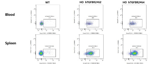 Detection of human TGFBR2 expression on CD4+T cells in blood and spleen of WT C57BL/6 mice and HO hTGFBR2 mice by FACS - ��ģ����