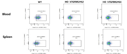 Detection of mouse TGFBR2 expression on CD4+T cells in blood and spleen of WT C57BL/6 mice and HO hTGFBR2 mice by FACS- ��ģ����