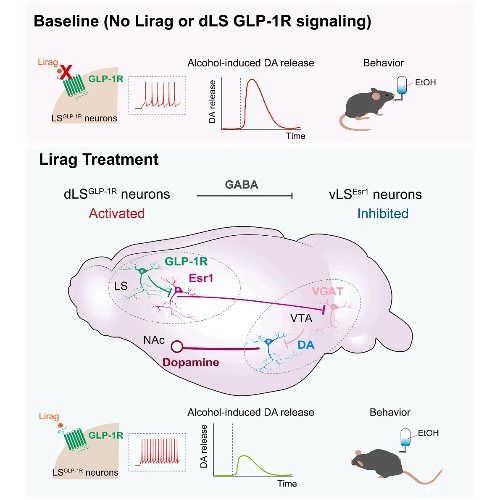 Neuron | �����Ƚ�Ժ��Ӣ���Ŷ���GLP-1R�ó�С��֤ʵ��������һ��������΢��·Ϊ�ƾ����Ͳ���ɲ��