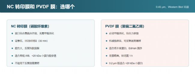 NC 转印膜与 PVDF 膜在活化、结合力、适用蛋白上的差异对照