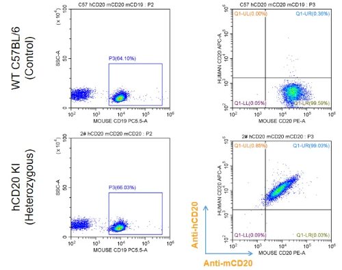 Detection of hCD20 expression on mCD19+ B cells in blood in hCD20 knockin mice- ��ģ����
