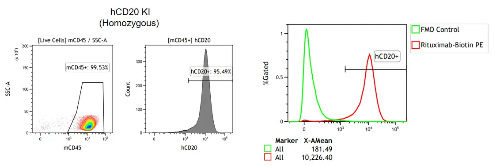 Rituximab can bind to lymphocytes of hCD20 knockin mice-��ģ����