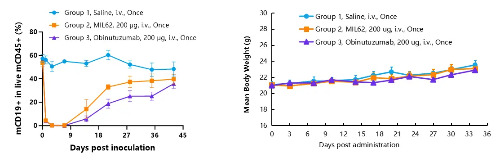 In vivo B cells depletion in hCD20 knockin mice. (In cooperation with a third party)-��ģ����