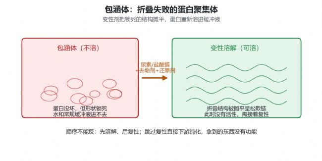 高浓度变性剂将聚集蛋白拆散为松散链