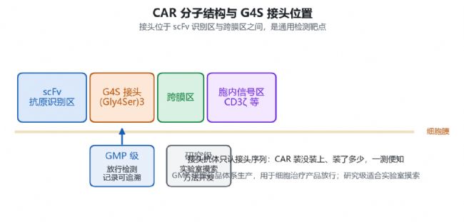 接头位于 CAR 识别区与跨膜区之间