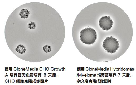 细胞克隆筛选系统