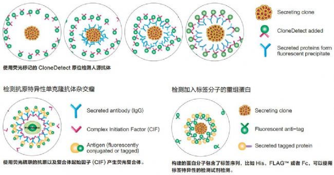 细胞克隆筛选系统