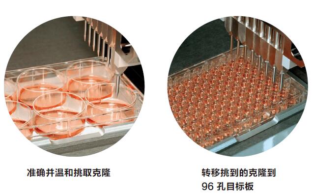 细胞克隆筛选系统