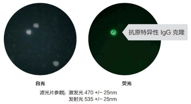 细胞克隆筛选系统