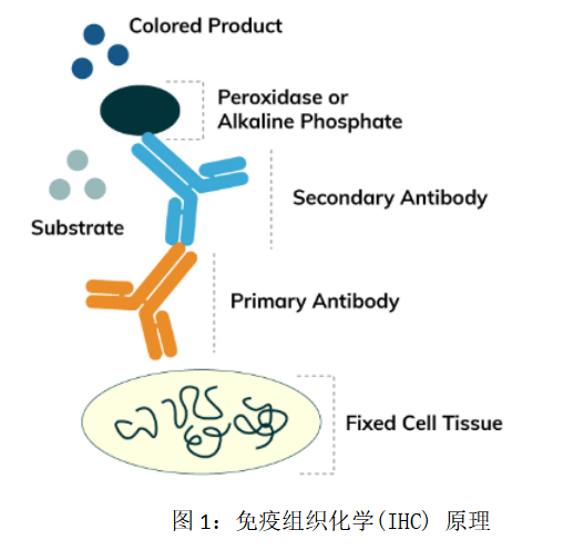 免疫组化染色技术（IHC实验）_生物器材网