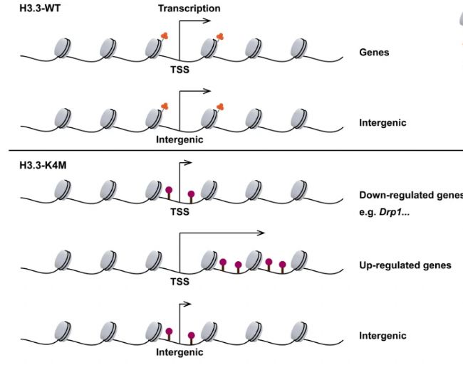 H3K4�׻������ͨ��DNA�׻����������嶯̬Ӱ����ĸϸ��������