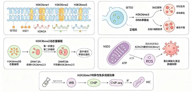 H3K36�׻������ͨ������DNA�׻�����ϸ��������Ӱ�췢���뼲����