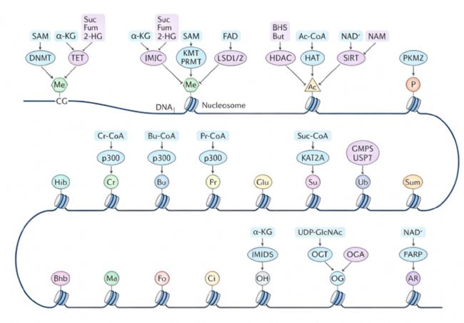 DNA�׻������л���أ�˫��Ի���������ϸ����̬��