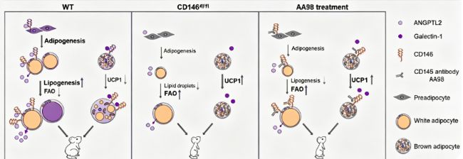 CD146��Կ��壺�����л������θ�Ԥ���ּ�����֢��