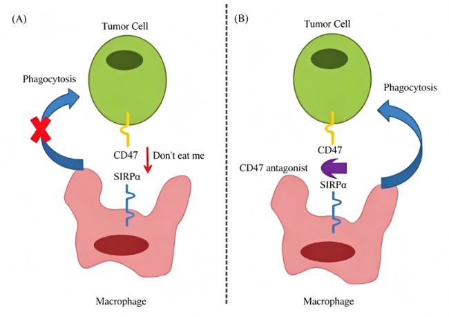 �����ػ�CD172a���壺����SIRP��-CD47���ߵ�����Ĺؼ����ߣ�