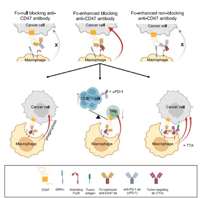 �����ػ�PTPNS1���壺����CD47-SIRP������Ĺؼ����ߣ�