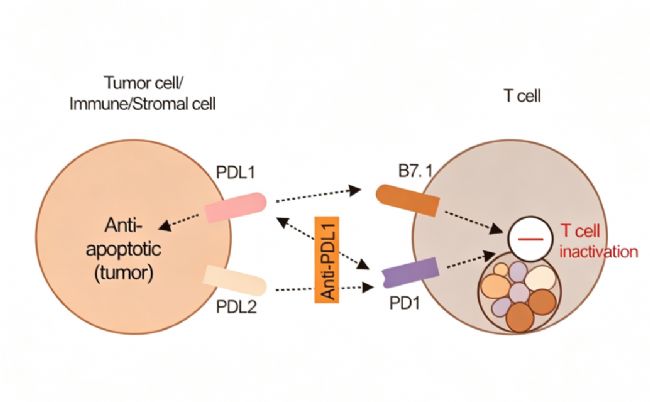 PD-1 (RMP1-14)��С�����������о��Ľ��׼��Ͽ��壿