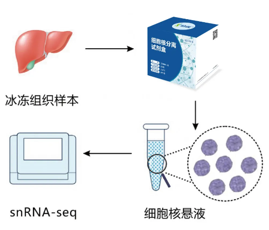 伯豪生物单细胞核分离试剂盒