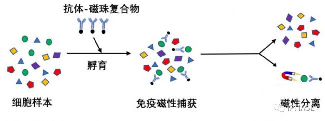 磁性细胞分选技术简介_生物器材网