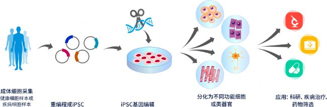 iPSC技术在生物医药中的应用与开发策略