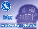 GE ̽Western BlotصĴ
