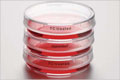 ��Eppendorf ϸ�������Ĳģ���Eppendorf ��Һ����